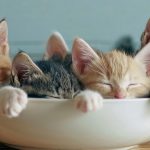 キャットハウス