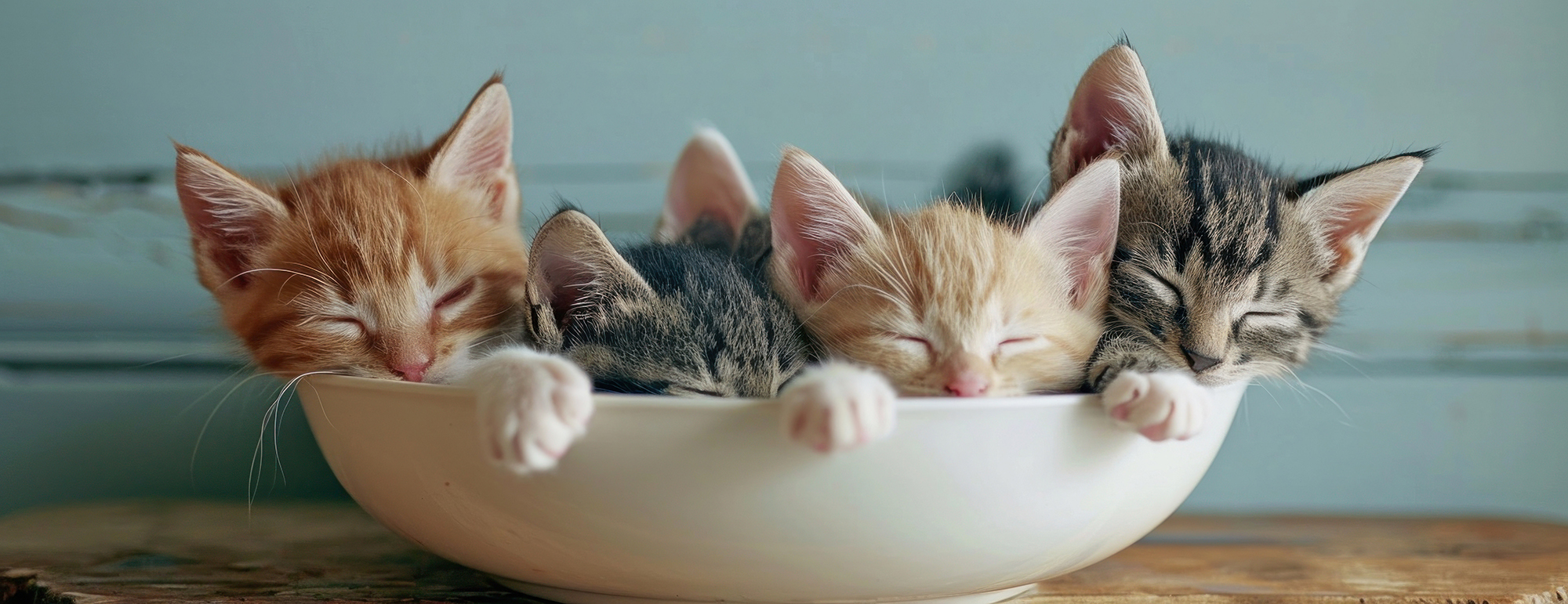 キャットハウス