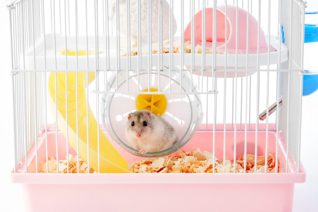 ハムスター