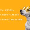 犬の服はダサいはもう古い マンダリンブラザーズ
