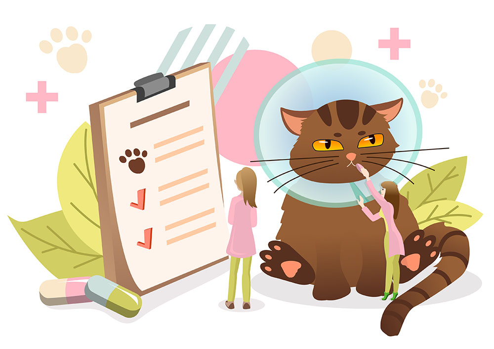 保護猫を迎えるグッズ 健康管理