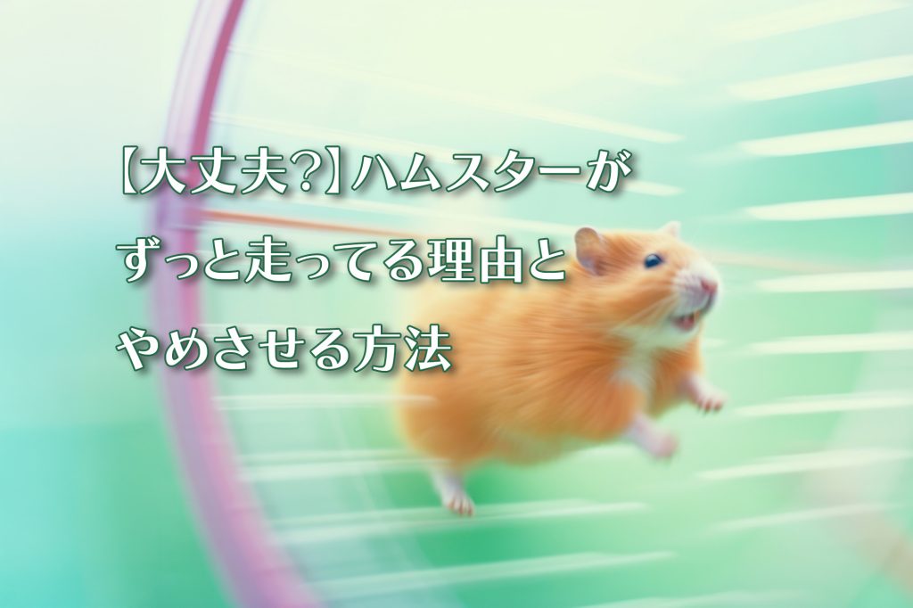 【大丈夫?】ハムスターがずっと走ってる理由とやめさせる方法